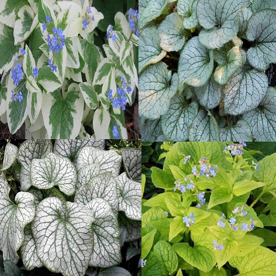 Sadzonki Brunnera 4 odmiany Wrocław