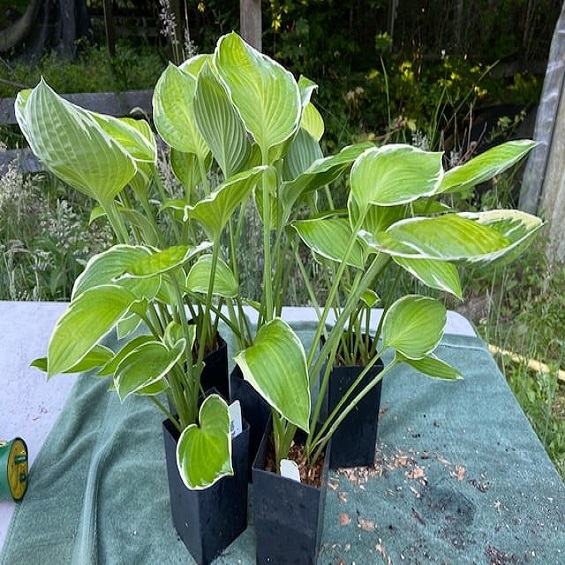 Sadzonki hosta Wrocław