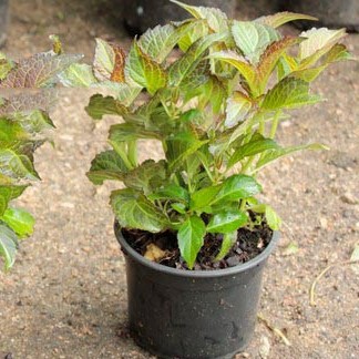 hortensja sadzonka doniczka Wrocław