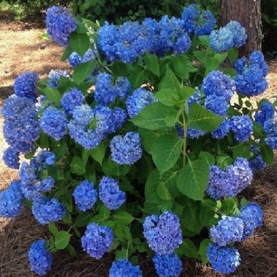 Sadzonka doniczka hortensja