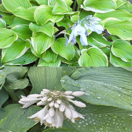 Hosta pachnaca, wysoka, bialo-kwitnaca Wroclaw