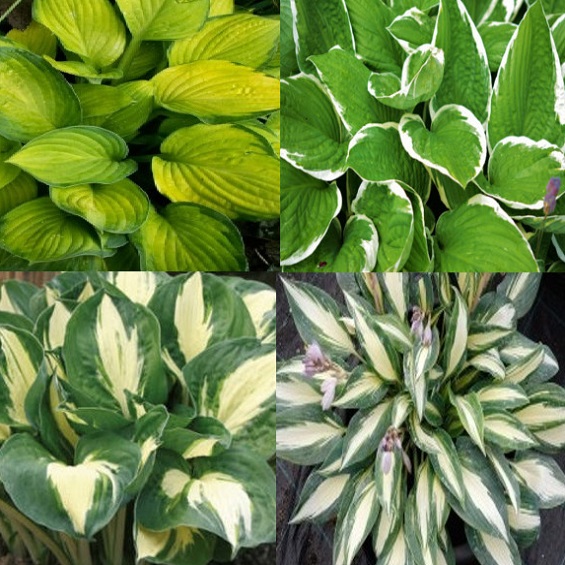 Hosta srednia funkia - Wroclaw